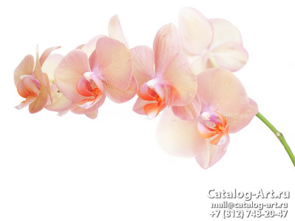 Pink orchids 46